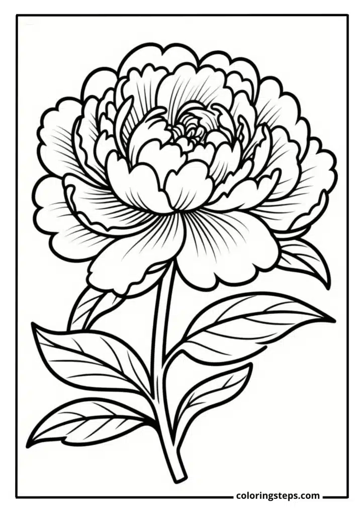 Cottage Garden Peony