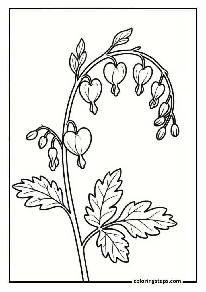 Delicate Bleeding Heart