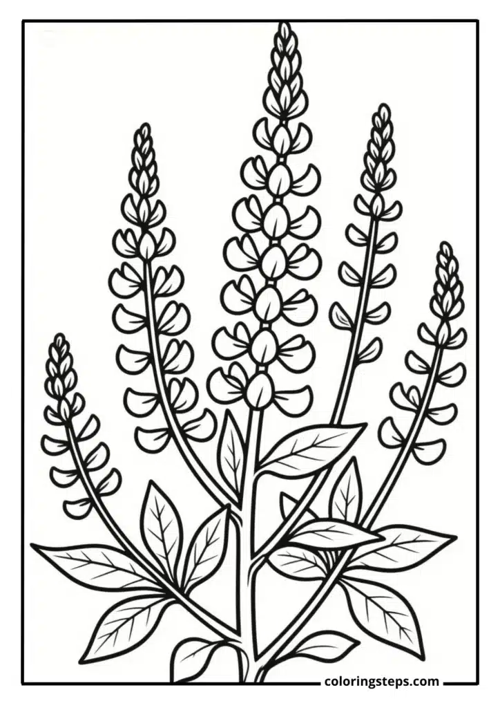 Wild Lupine Spikes