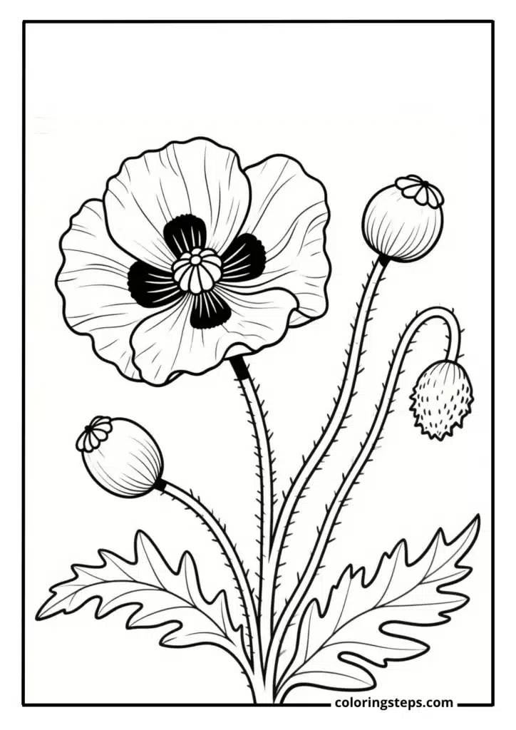 Wild Poppy Meadow